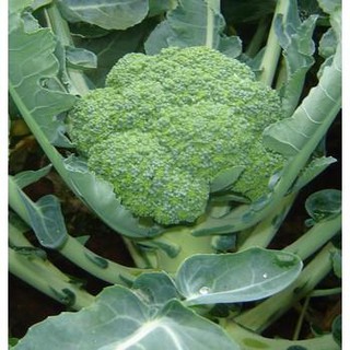 Hạt giống súp lơ xanh