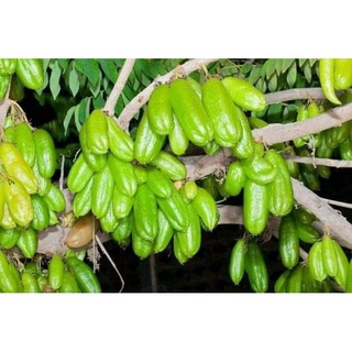 cây khế tàu (nấu canh chua )