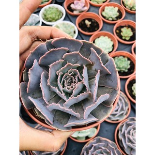 Siêu rẻ- sen đá bắp cải tím sz lớn