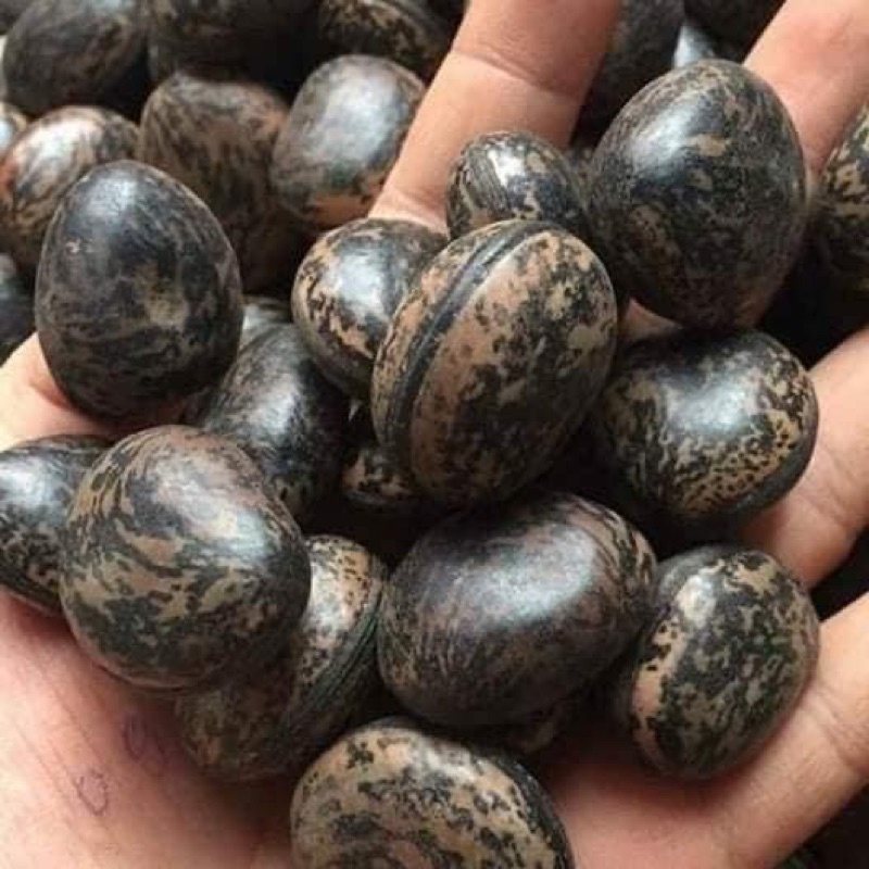 1KG HẠT ĐẬU LÀO CHẮC ĐẸP