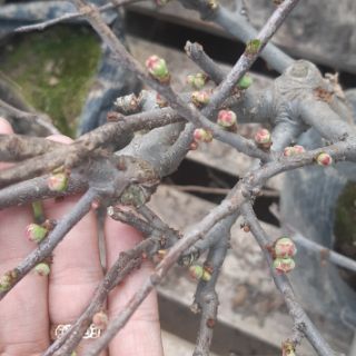 Combo 1 cát tường và 1 mai đỏ