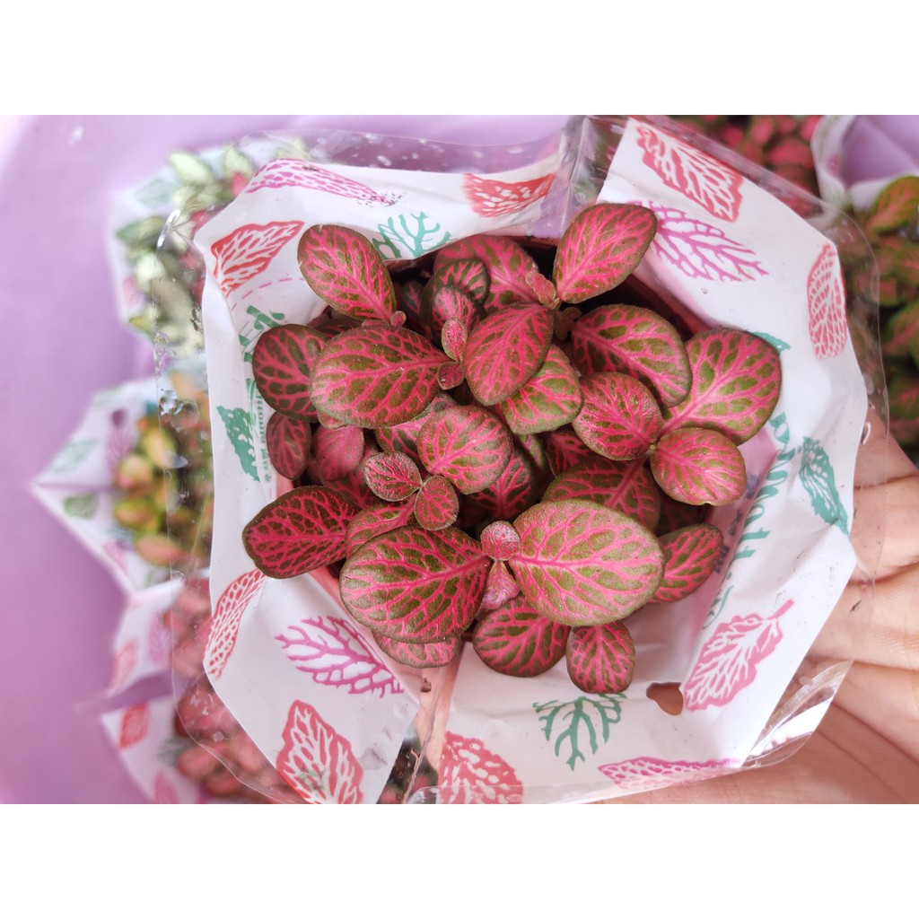 Combo 3 chậu cây lá may mắn Fittonia 3 màu, cây phong thủy, cây để bàn đẹp