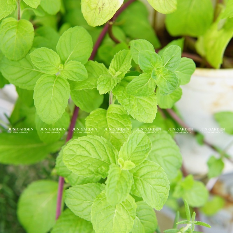Bạc Hà Âu Euromint JUN GARDEN