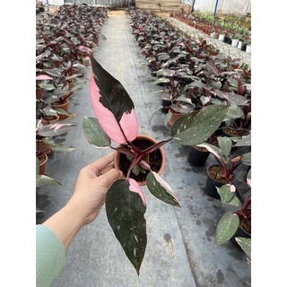 Cây Philodendron pink princess ( Công chúa hồng)