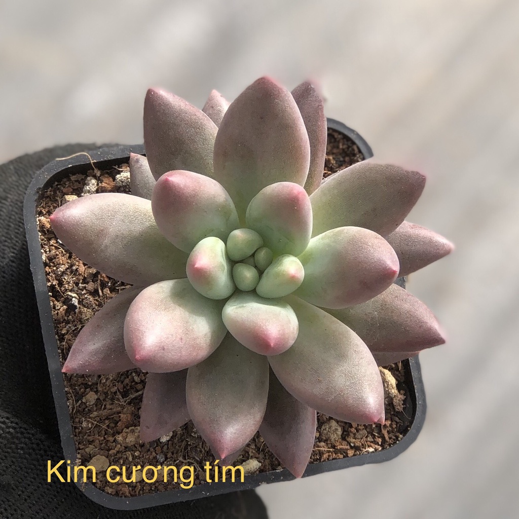 sen đá Kim Cương Tím - pachyveria angel fingers