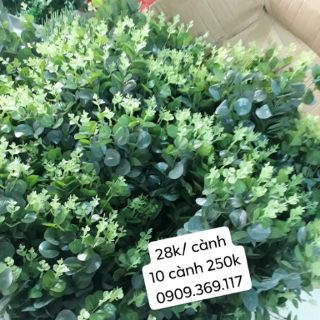 Lá táo cụm (16 nhánh)