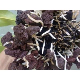 Combo 1kg Nham Thạch Đỏ + 1kg Sứ Lọc - Vật Liệu Lọc Vi Sinh Bể Cá, Thủy Sinh