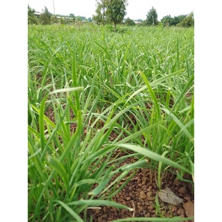 gốc hẹ giống (1kg củ hẹ trồng lấy lá ăn )