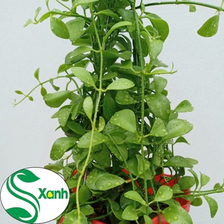 chậu treo hạt dưa