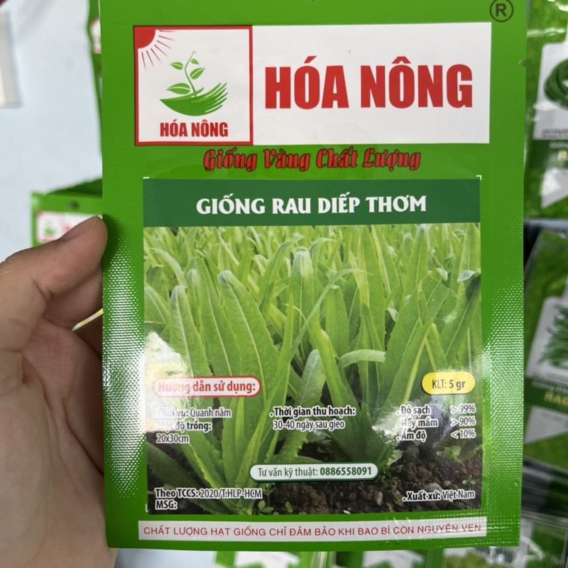 Hạt giống rau diếp thơm