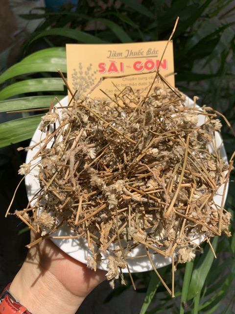 Cây Nở Ngày Đất 1kg