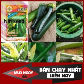 [ Big Sale ] Hạt Giống Bí Ngòi Xanh (15 hạt)