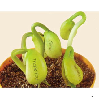 Lon hạt giống đậu khắc chữ/đậu thần kỳ (chậu + đất + phân bón + hạt giống)- video thật luôn HK_T1