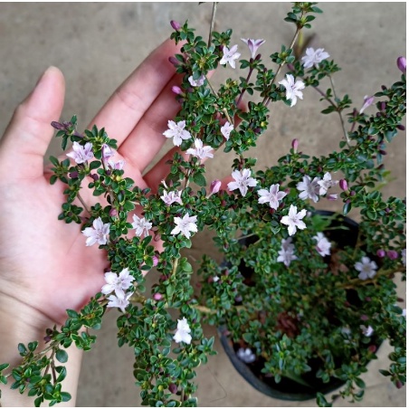 Chậu cây hồng loan mai dáng bonsai-UtNho