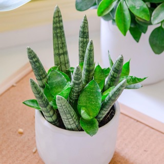 Cây ngà voi trồng trong chậu men vân tròn chìm cỡ vừa