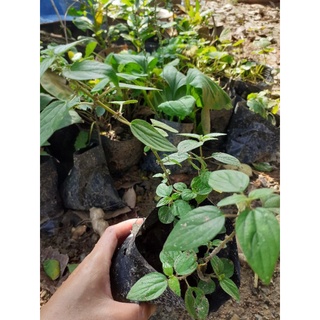 Cây giống bọ mắm/ cây dòi ho