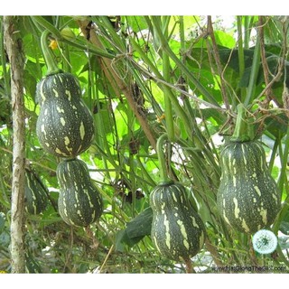 100GR 750.HẠT Hạt Giống Bí Hạt Đậu Lai (| Z2*W34)