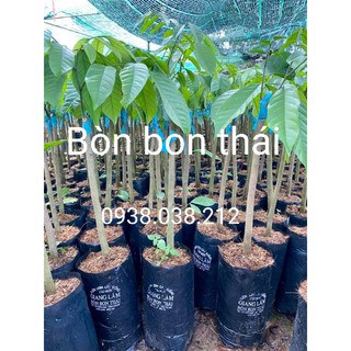 CÂY GIỐNG BÒN BON THÁI