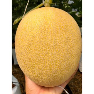 10 hạt dưa lưới kim long