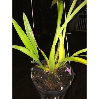 Lan vũ nữ hoàng hậu