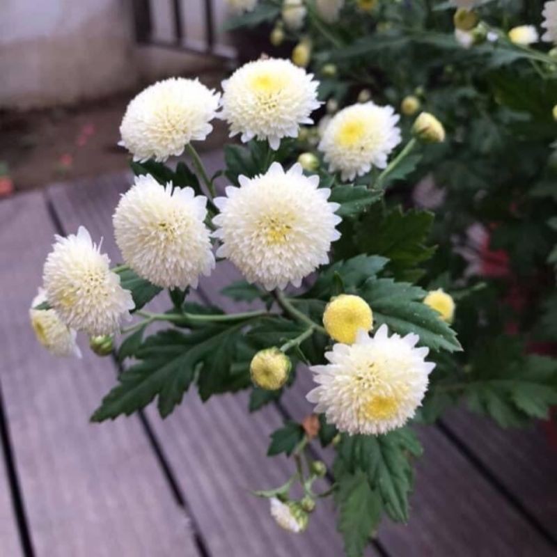 Cúc chi rũ làm trà