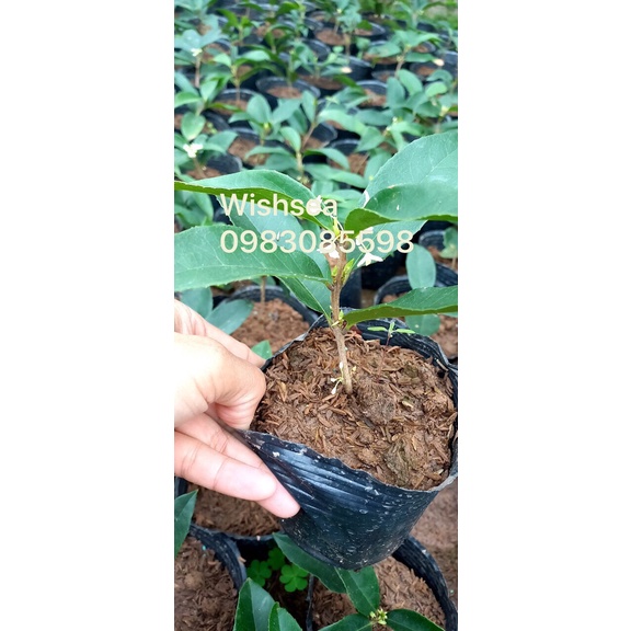 Cây hoa mộc hương ta