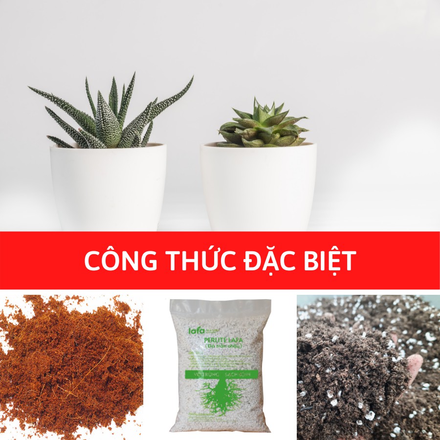 Đất trồng cây hoa kiểng LAFAMIX tơi xốp thoát nước tốt, cho cây trồng phát triển nhanh không bị đọng nước trong chậu