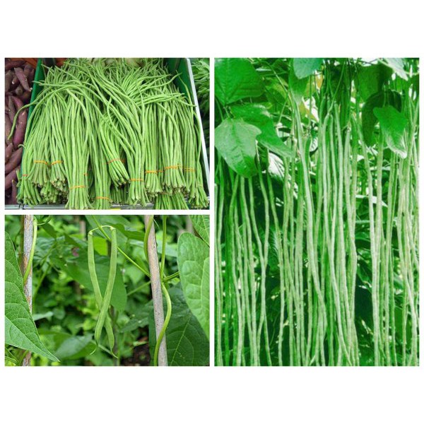Đậu Đũa  207 - Trung Nông