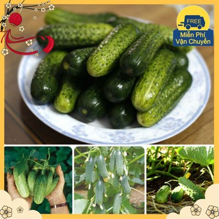 Hạt Giống Dưa Chuột Bao Tử