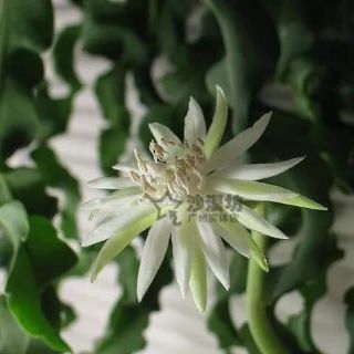 Chậu Nhật Quỳnh Lá Xoắn