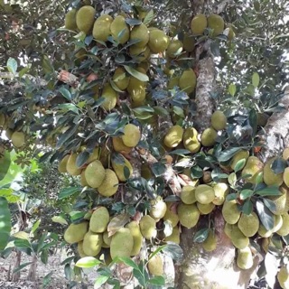 Cây giống mít tố nũ Siêu trái