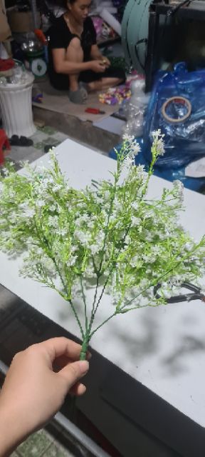 Chùm hoa điểm bayby xanh non
