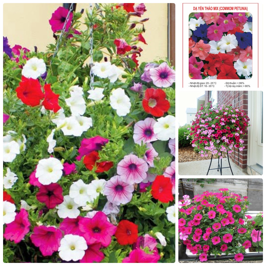 Hạt giống hoa dạ yến thảo rủ petunia mix nhiều màu sắc