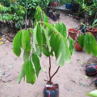 cây giống ổi lê