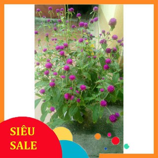 Gói 50 hạt giống hoa cúc bách nhật ra hoa kéo dài từ 5 đến 7 tháng  TẾT KHUYẾN MẠI
