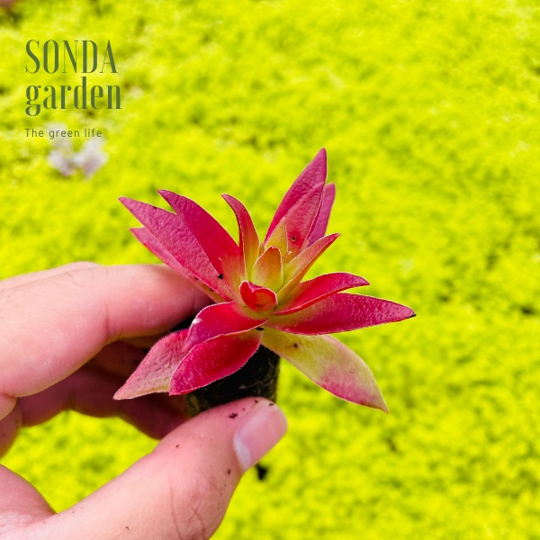 Sen đá tứ phương tím SONDA GARDEN size mini 2.5-4cm, xuất xứ Đà Lạt, khoẻ đẹp, lỗi 1 đổi 1