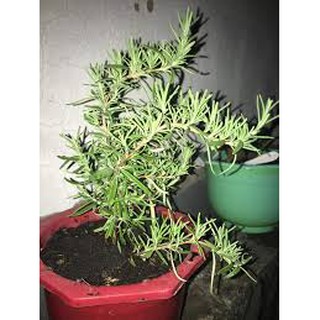 (100 Hạt ) Hạt giống hương thảo đuổi muỗi