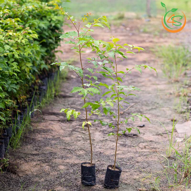 Cây giống Lát Hoa