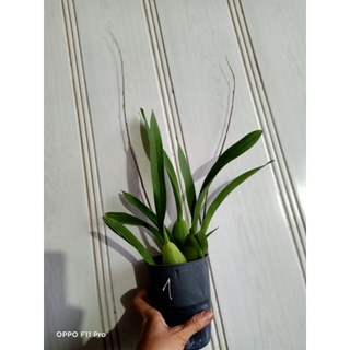 Vũ nữ tiểu thần tiên hoa thơm