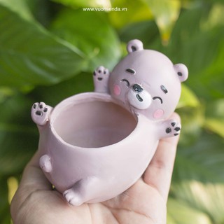 Chậu gấu - Vườn sen đá