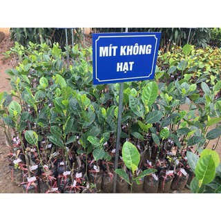 Cây Mít Không Hạt