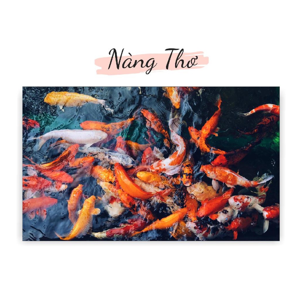 TRANH DECAL HÌNH CÁ KOI 3D DÁN HỒ CÁ NHIỀU KÍCH THƯỚC _THIẾT KẾ NÀNG THƠ