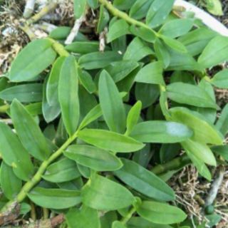 Trầm tím- lá nhựa thân nù