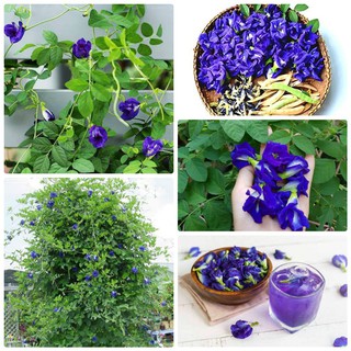 Hạt giống hoa đậu biếc hoa kép  20 hạt (TẶNG gói kích thích hỗ trợ hạt nảy mầm)