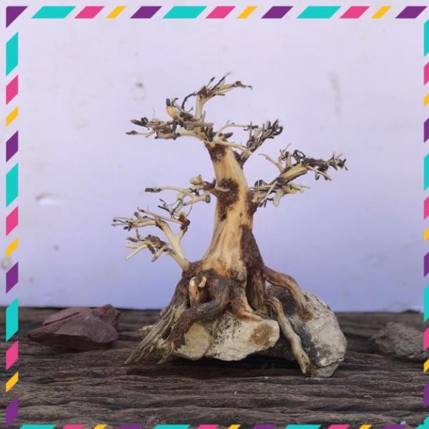 [ Rẻ ] Bonsai cho bể cá thuỷ sinh 20x15
