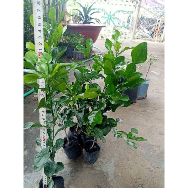 02 cây chúc/chanh thái cao 40_50cm