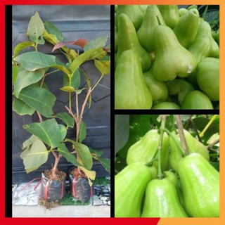 Cây 🌲 Mận Xanh ... trái to☆☆☆☆☆