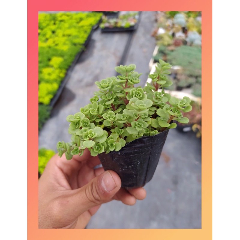 SEN ĐÁ SEDUM VẢY CÁ SIZE BÉ, HÀNG ĐÀ LẠT, SIÊU XINH SIÊU KHỎE, LỖI 1 ĐỔI 1