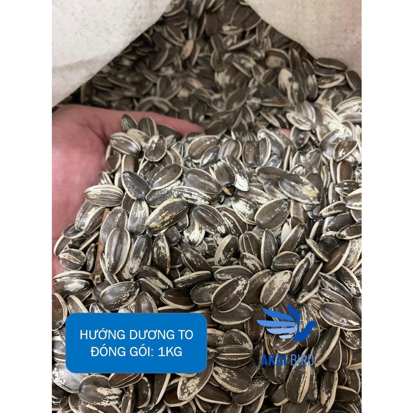 [1KG] Hướng Dương Hạt To Dành Cho Vẹt, Hamster, Sóc, Chim...