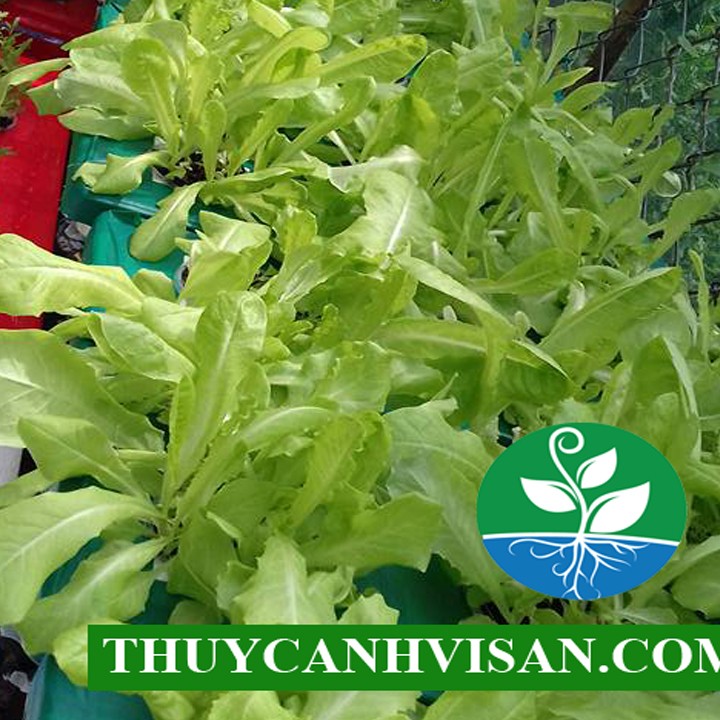 Phân bón thủy canh | Bột thủy canh cho cây ăn lá pha 1000 lít